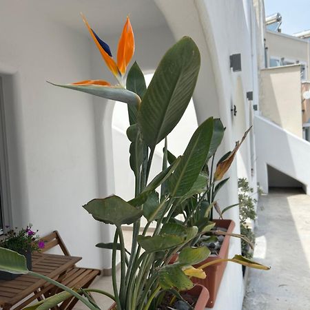 To Spitaki Sas, In Santorini! Lejlighed Mesaria Eksteriør billede